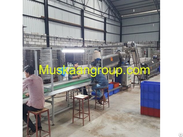 Automatic Cashew Peeling Machine