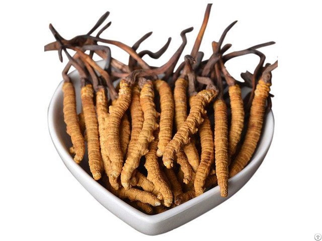 Cordyceps Extract