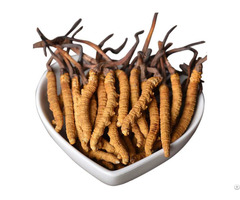 Cordyceps Sinensis Powder