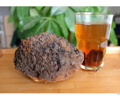 Chaga Mushroom Extract