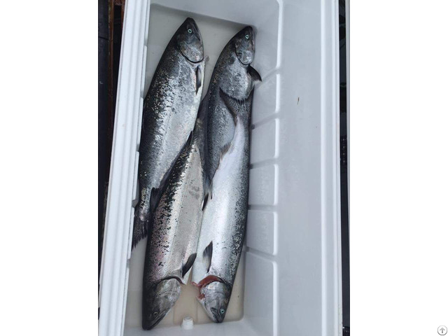 Salmon Fish Atlantic Mackerel