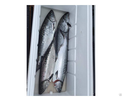 Salmon Fish Atlantic Mackerel