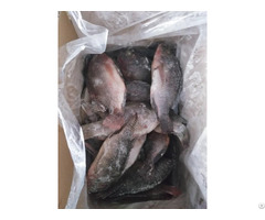 Frozen Black Tilapia Whole Round