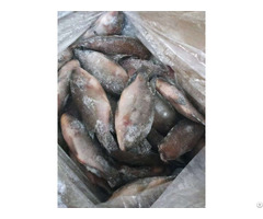 Frozen Black Tilapia Wr High Quality Low Price