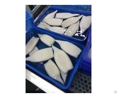 Frozen Gigas Squid Tube Origin China