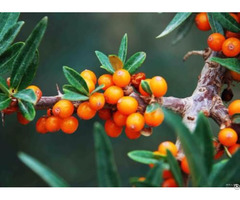 Seabuckthorn Pulp Oil Cas No 135669 41 9