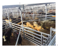 Square Pipe Cattle Panels