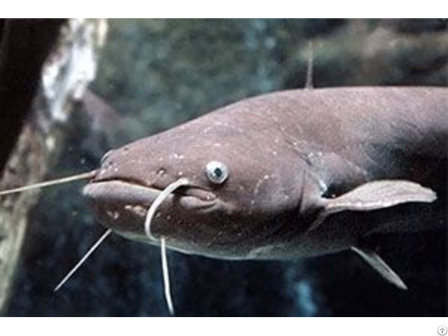 How To Make Catfish Feed