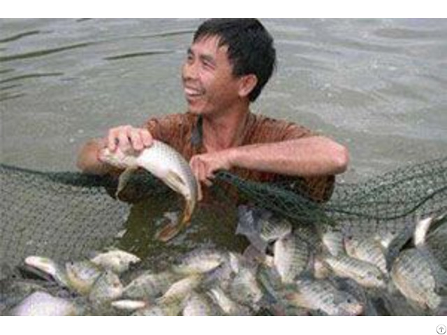 Reasons For The Low Efficiency Of Tilapia Breeding