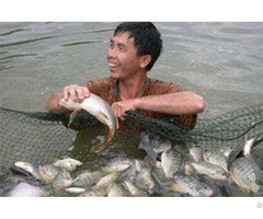 Reasons For The Low Efficiency Of Tilapia Breeding