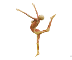 Dance Lady Body Plastination