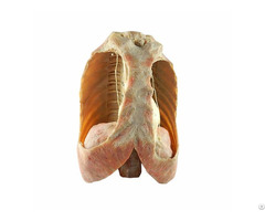 Human Mediastinum Plastinated Specimen