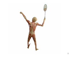 Play Badminton Plastinated Specimens