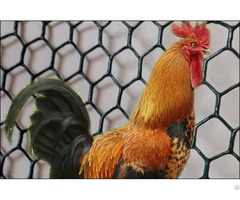 Hexagonal Mesh Chicken Wire