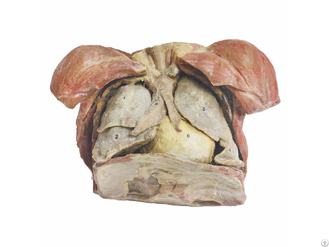 Human Thymus Gland Plastinated Bodies Exhibit