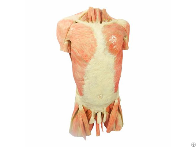 Muscles Of Trunk Plastination Human Body For Teaching Anatomy