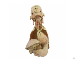 Overview Of Digestive System In Vitro Plastinated Cadavers Medical School