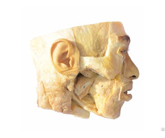 Medial Pterygoid Plastination Specimen For Teaching Anatomy