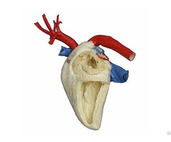 Heart Cavity Structure Of Horse Plastination