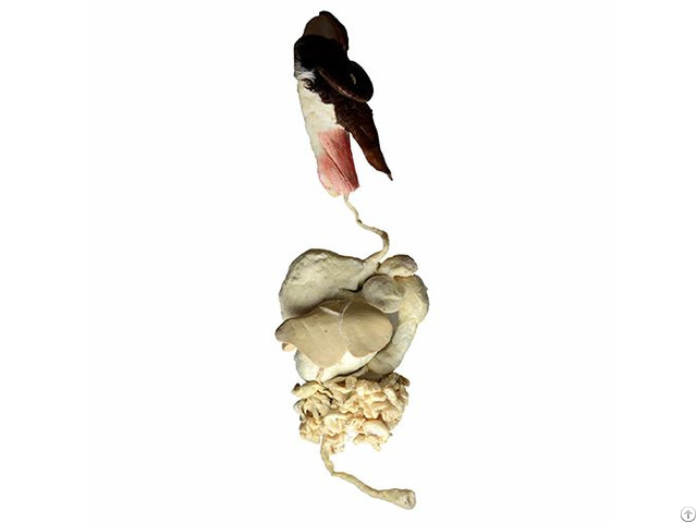 Plastinated Specimens Of Goat Digestive System Organs