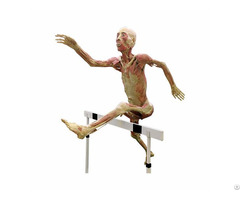 Hurdles Plastinate Anatomical Specimen