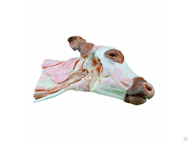 Deep Dissection Of Cow Head And Neck Veterinary Plastination