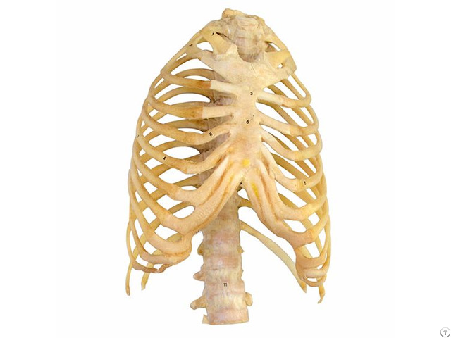 Overall View Of The Thoracic Cage Plastinated Human Organ Specimen