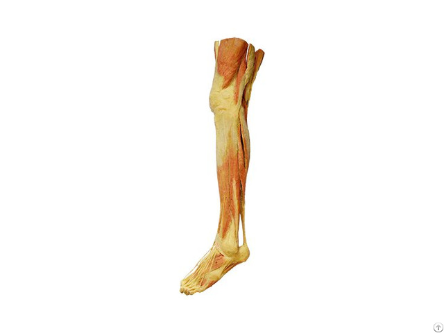 Supperficial Muscles Of Lower Limb Human Plastination Specimens