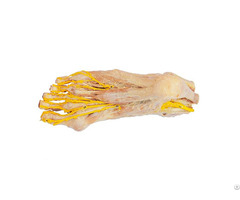 Plantar Nerve Polyester Plastination