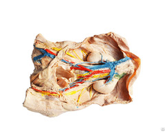 Inferior Vena Cava Plastination Specimen