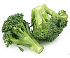 Broccoli Extracrt