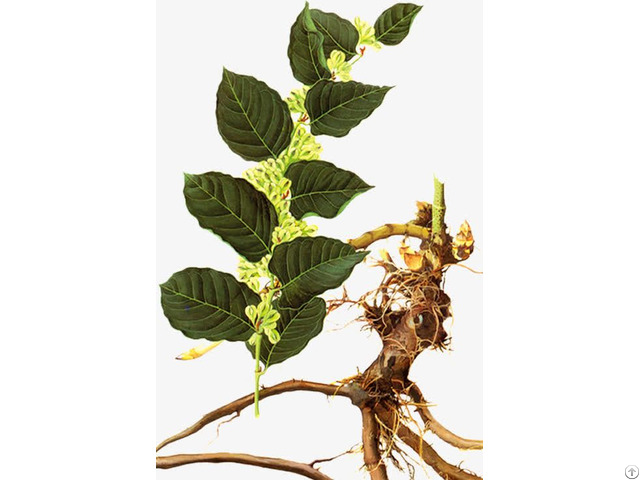Ressveratrol Polygonum Cuspidatum