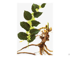 Ressveratrol Polygonum Cuspidatum