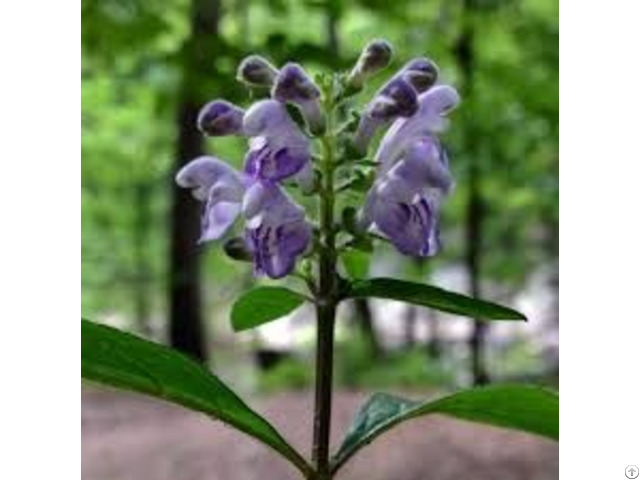 Scutellaria Extract Baicalin Wogonin