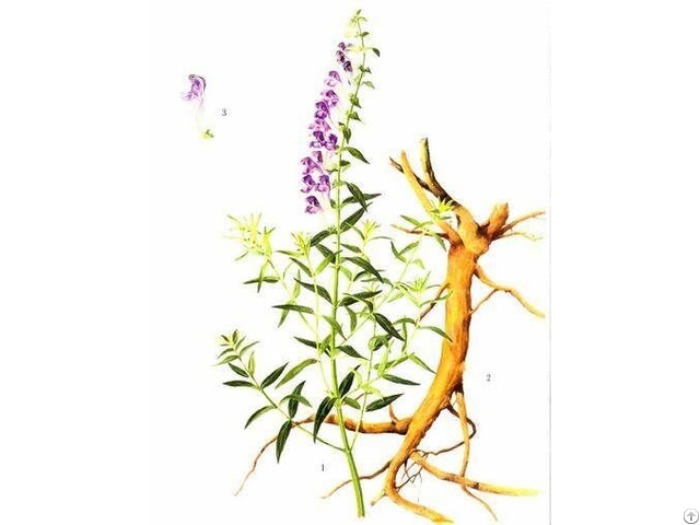 Scutellaria Extract Baicalin