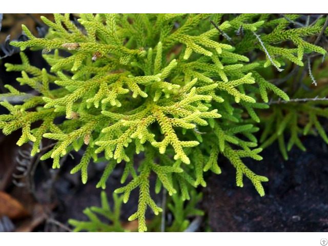 Huperzia Serrata Huperzine