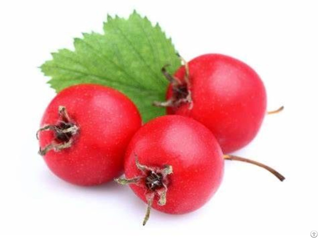 Hawthorn Extract Vitexin