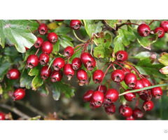 Hawthorn Extract Total Flovones Vitexin