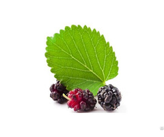 Mulberry Leaf Extract 1 Dnj