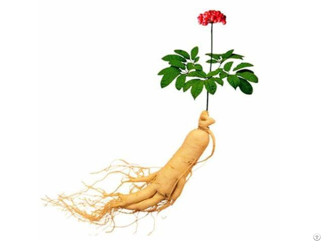 Panax Ginseng Ginsenoside Herbal Extract
