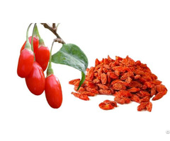 Goji Extract Polysaccharides
