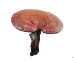 Reishi Polysaccharides Plant Extract