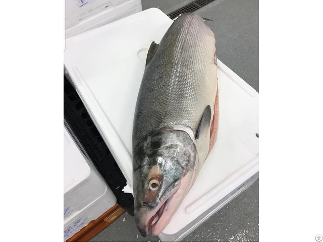 Fresh And Frozen Salmon Fish