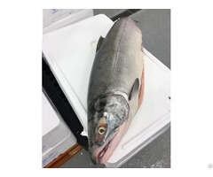 Fresh And Frozen Salmon Fish