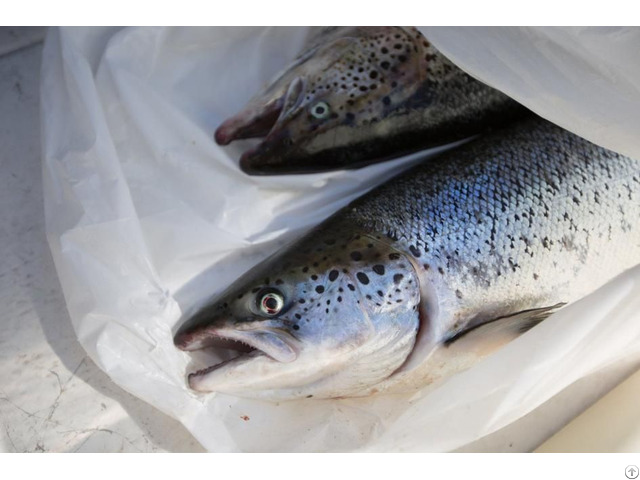 Frozen Norwegian Salmon Fish