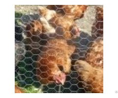 Poultry Wire Netting