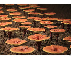Reishi Mushroom Extract Oral Liquid