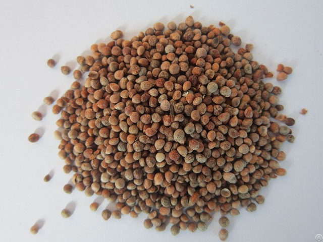 Roasted Perilla Seeds