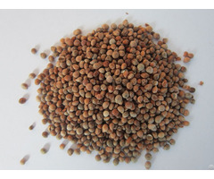 Roasted Perilla Seeds