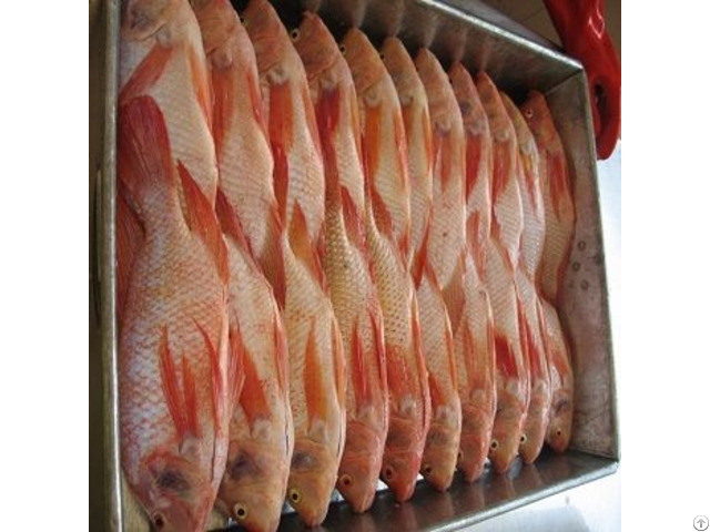 Frozen Tilapia